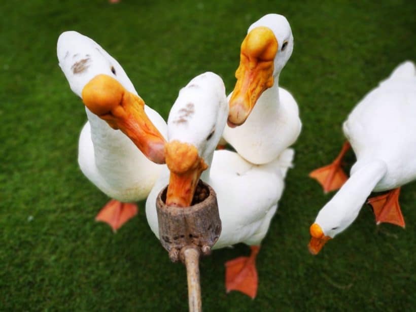 АЛЬПАКА ПАРК_181013_0193