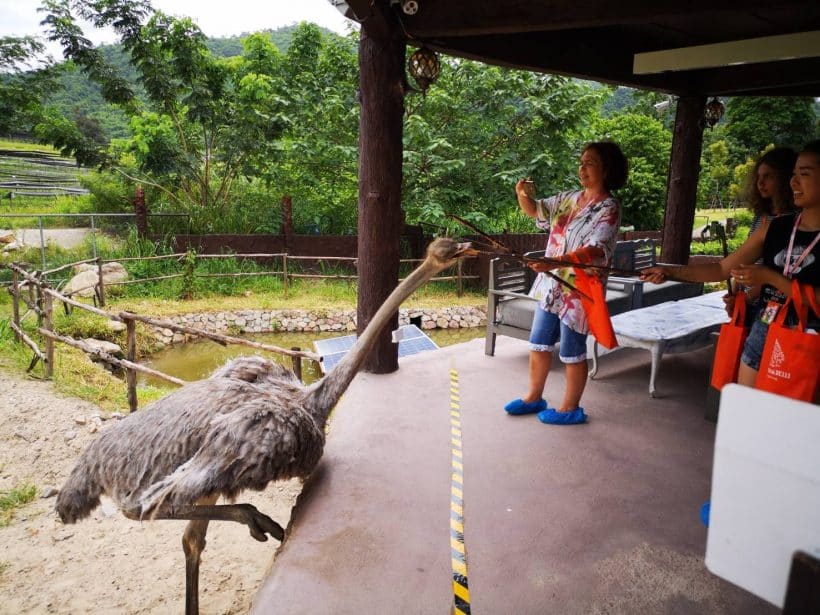 АЛЬПАКА ПАРК_181013_0221