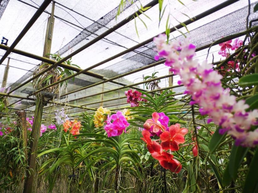 АЛЬПАКА ПАРК_181013_0224