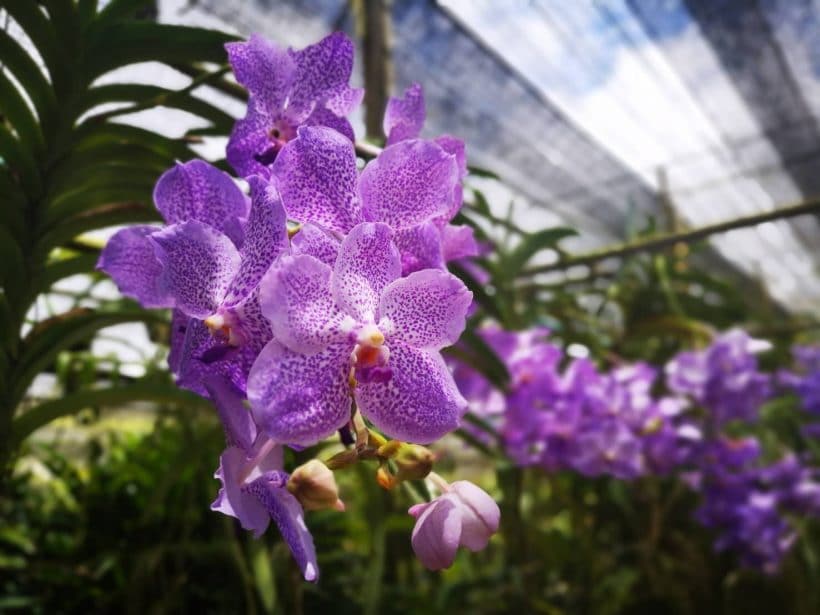 АЛЬПАКА ПАРК_181013_0243