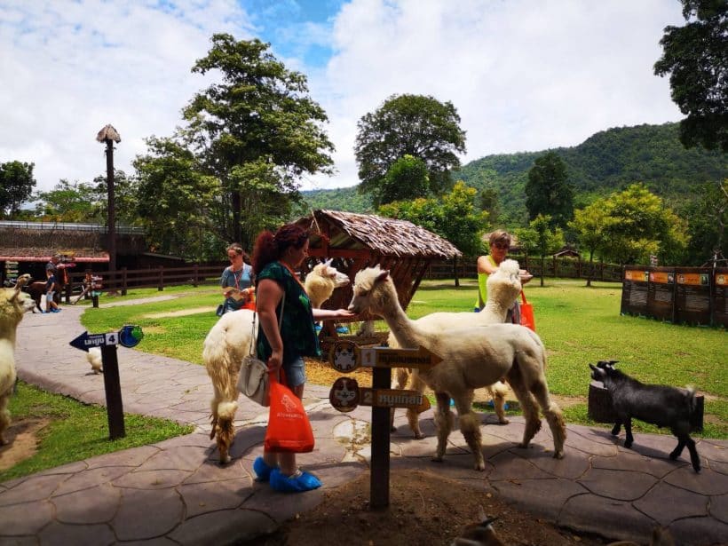 АЛЬПАКА ПАРК_181013_0247