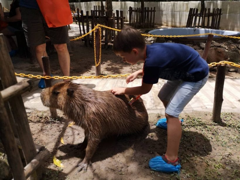 АЛЬПАКА ПАРК_181013_0254