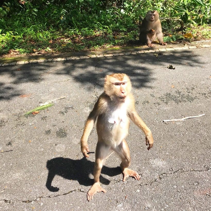 ДЖУНГЛИ ЗОВУТ – 2_181013_0165