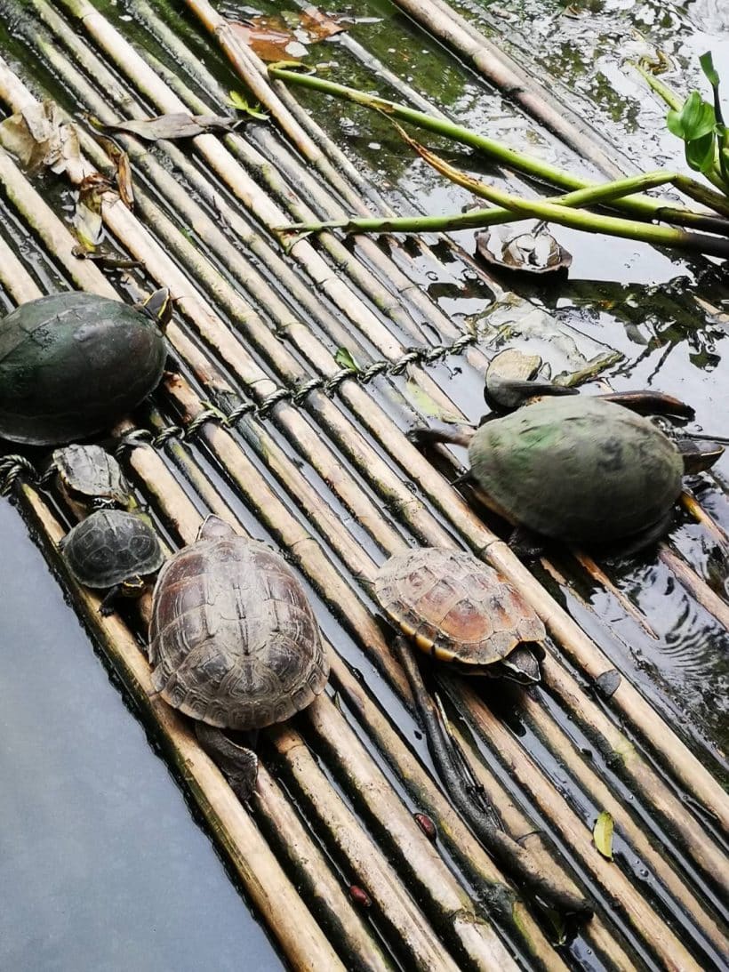 Изумительный Таиланд_181013_0138