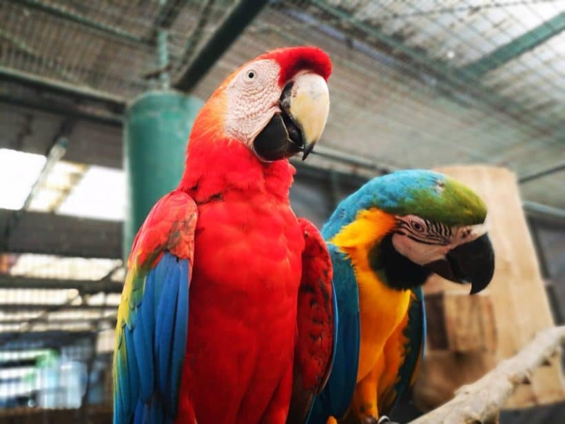 Тайна Сиама_181013_0242