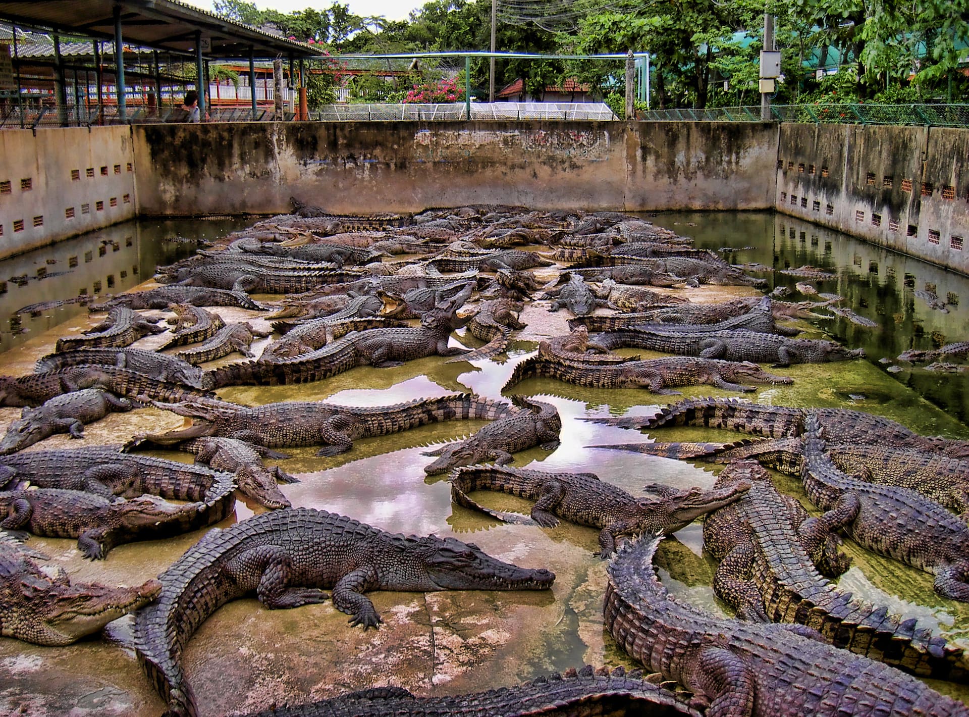 Рептилия в анапе. Крокодиловая ферма Тайланд. Крокодилья ферма Тайланд. Остров Рамри крокодилы. Тайланд экскурсия крокодиловая ферма.