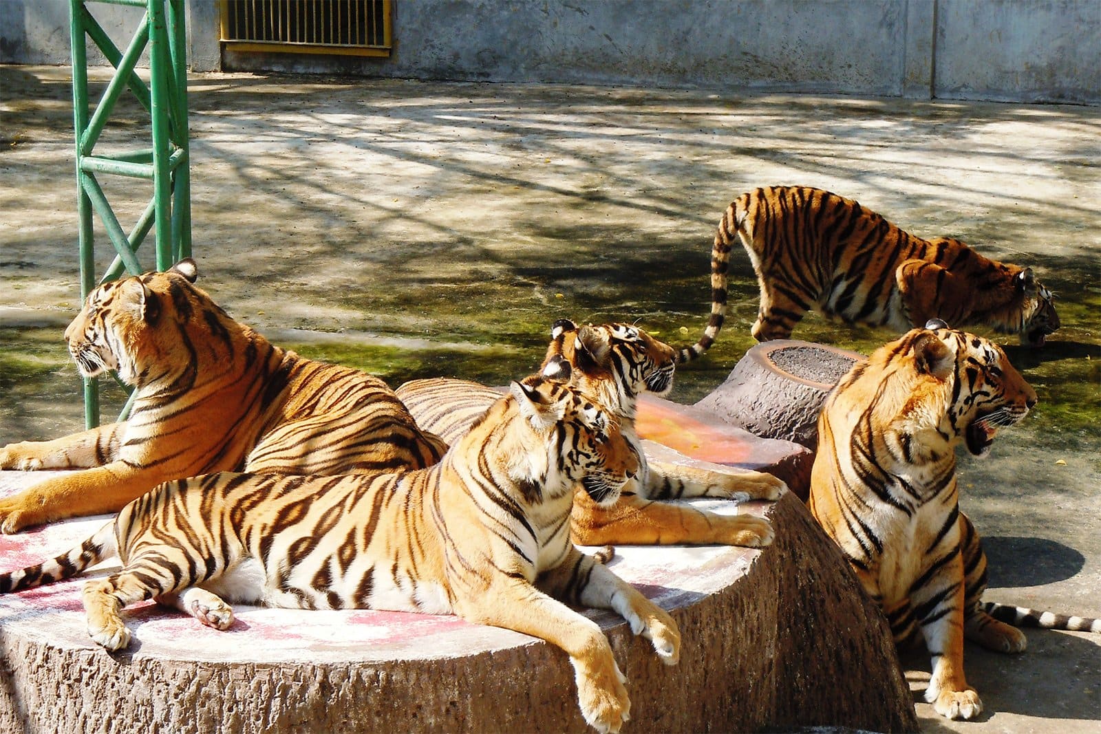Тигр живут в зоопарке. Зоопарк Срирача в Паттайе. Тигровый зоопарк Сирача. Тигры в Тайланде. Тигр парк Паттайя.