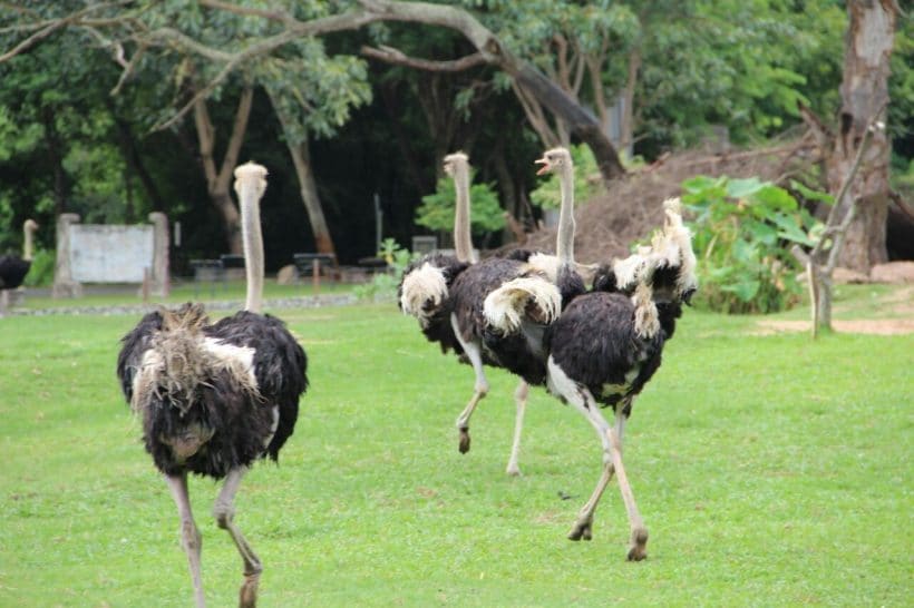 Khao Khewo_181115_0011