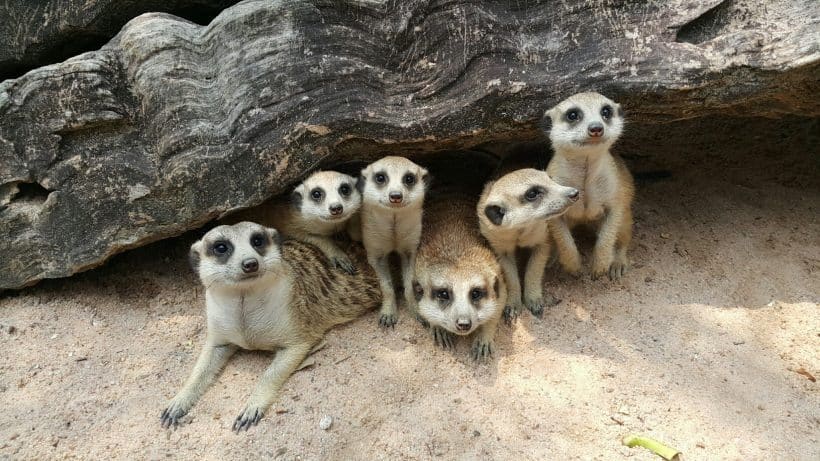 Khao Khewo_181115_0017