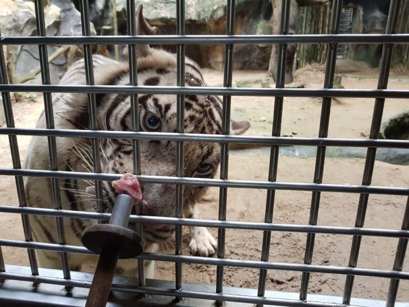 Khao Khewo_181115_0020