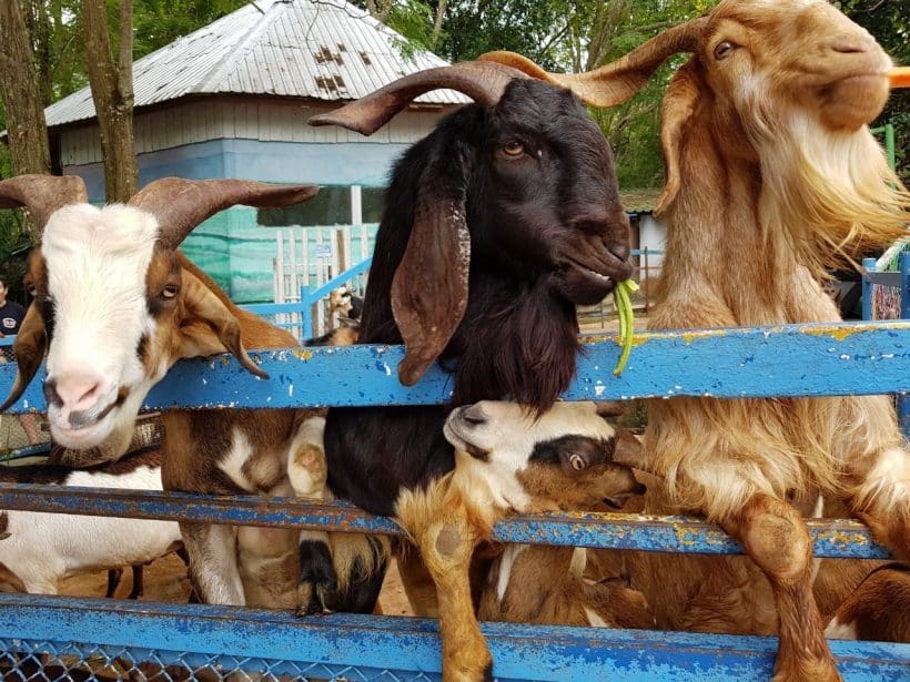 Khao Khewo_181115_0026