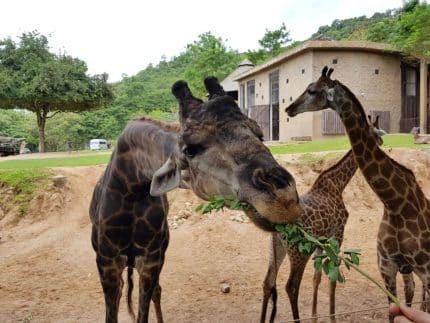 Зоопарк "Кхао Кхео"