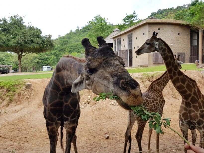 Khao Khewo_181115_0027