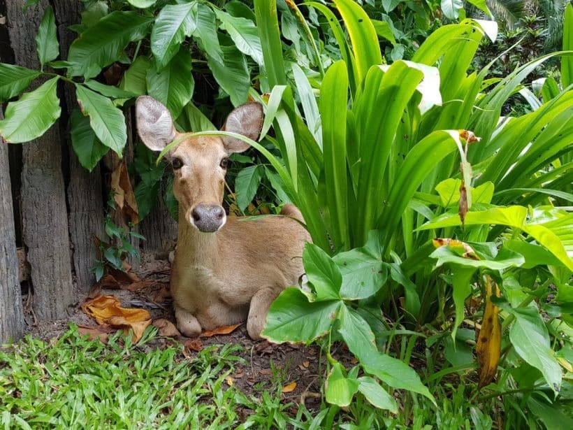 Khao Khewo_181115_0029