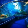 Pattaya-Underwater-World-6