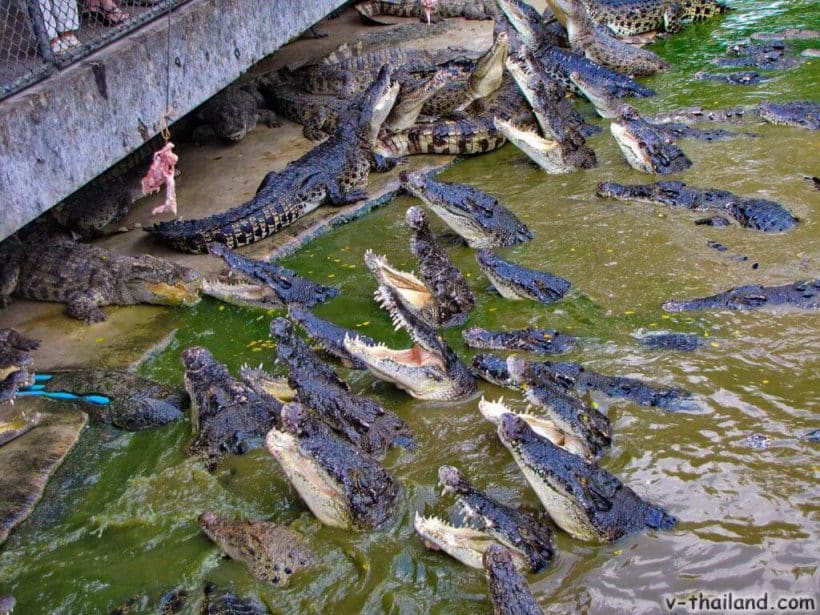 krokodilovaja-ferma-v-pattaje-5