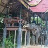 pty-elephantvillage03