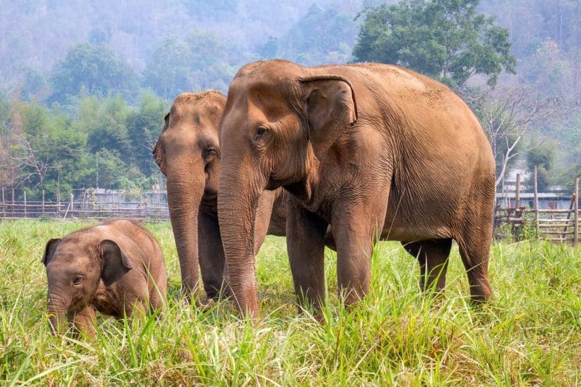 riding-elephants-thailand