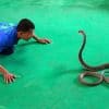 Змеиное шоу snake show на острове Ко Чанг, Таиланд