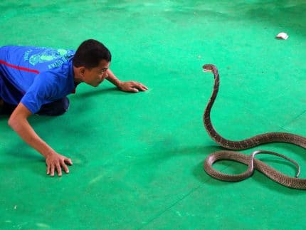 Змеиная Ферма