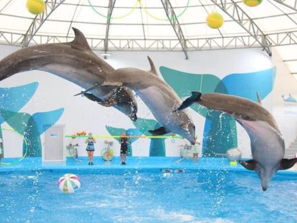 Дельфинарий в Паттайе